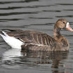 Greater White-fronted Goose